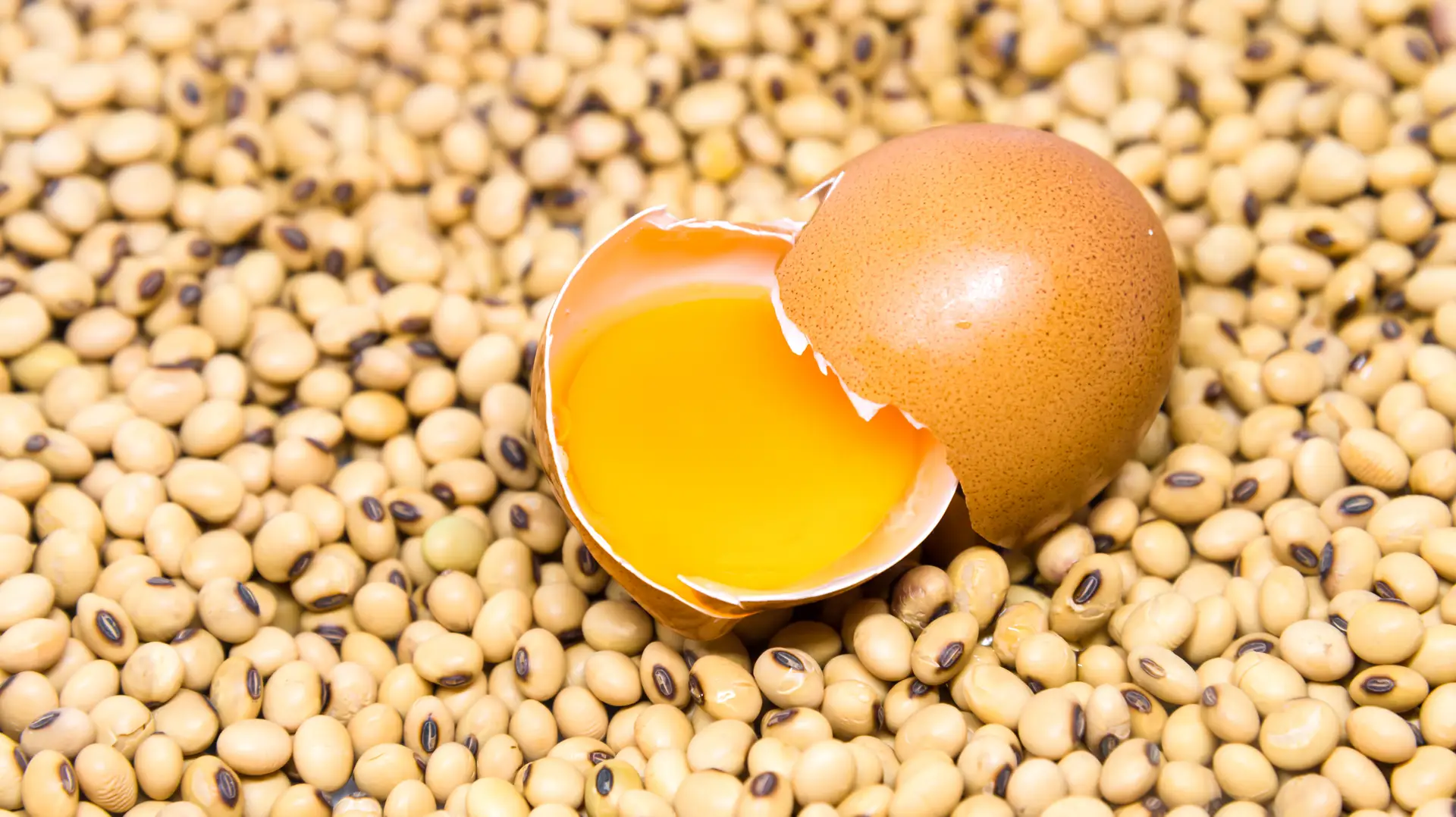 Egg on soy beans background